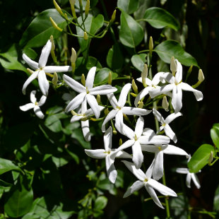 Close up photo of white jasmine flowers