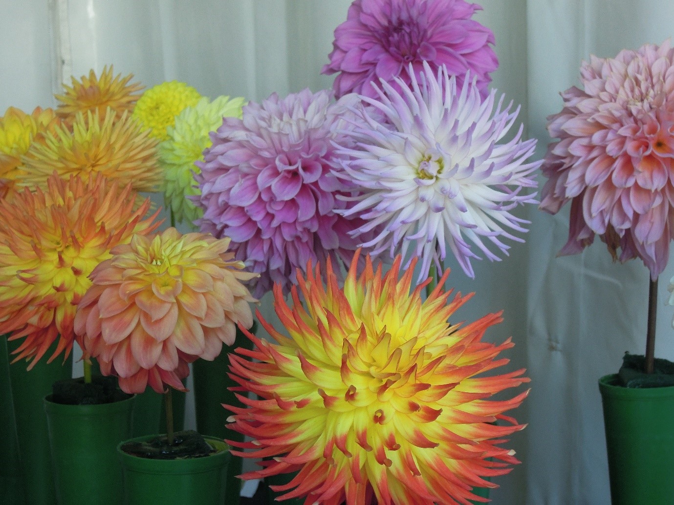ballarat dahlia club