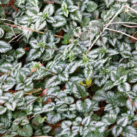 Lamium - green and silver leaves