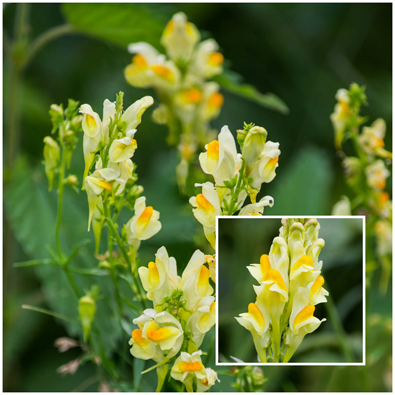 linaria
