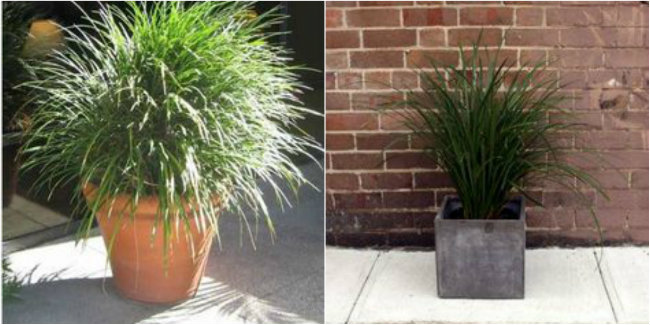 Liriope ‘Giant Evergreen’
