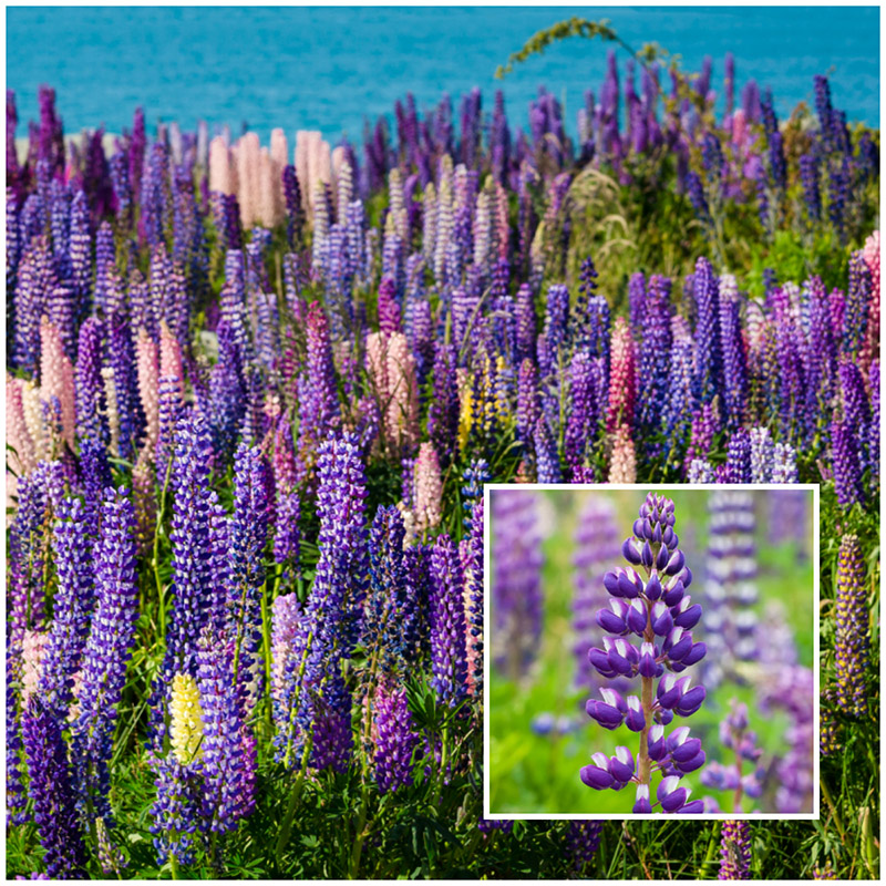 lupines
