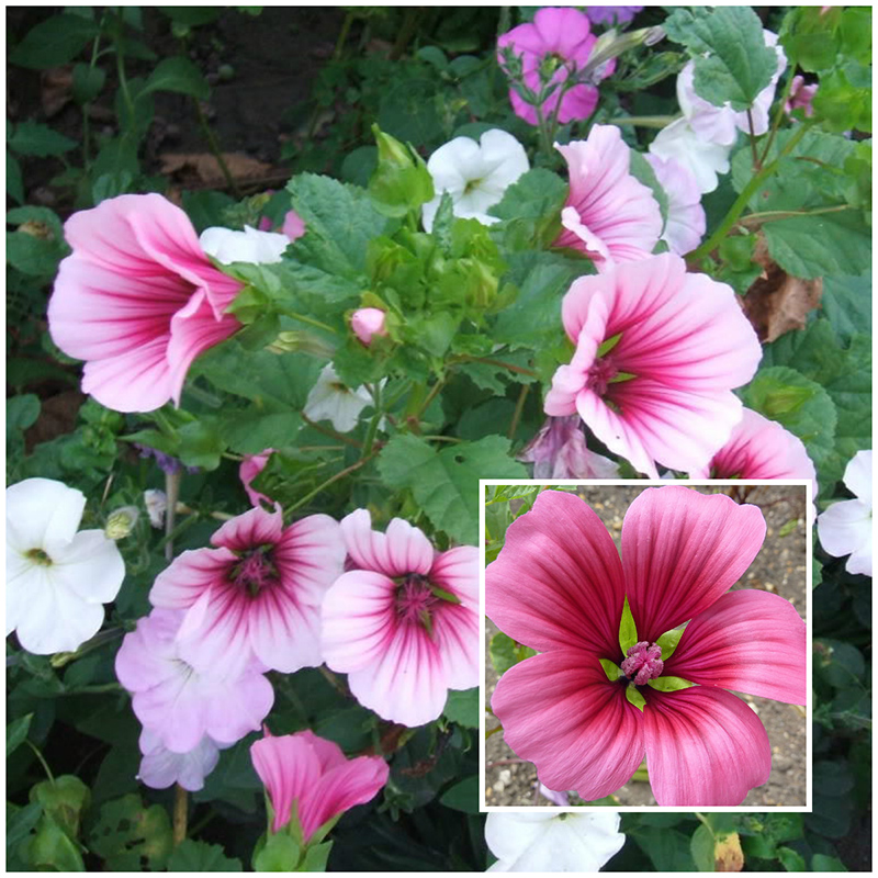 malope