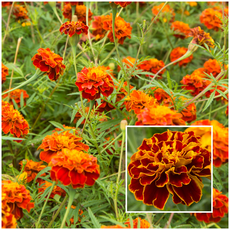 marigolds