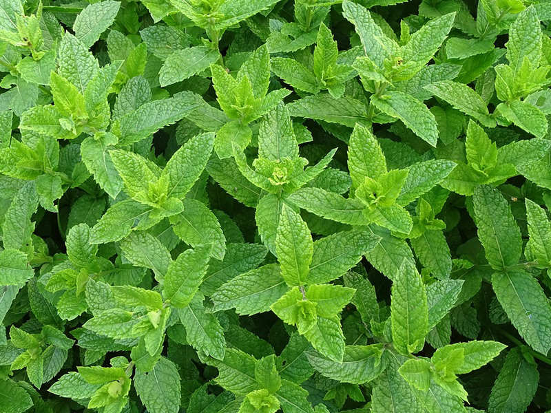 Mint