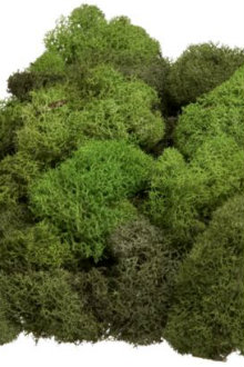 A pile of Moss