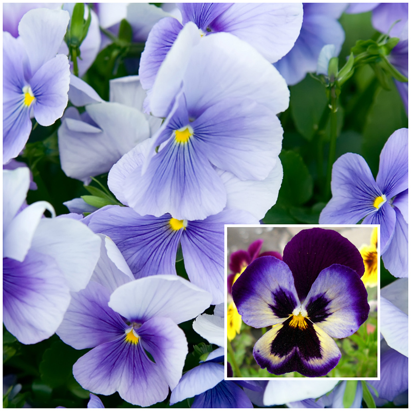 pansy