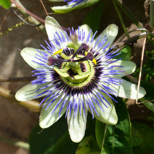 Close up photo of a Passion Flower