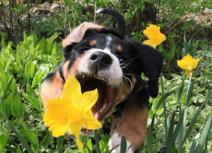 Puppy eating a flower in the garden