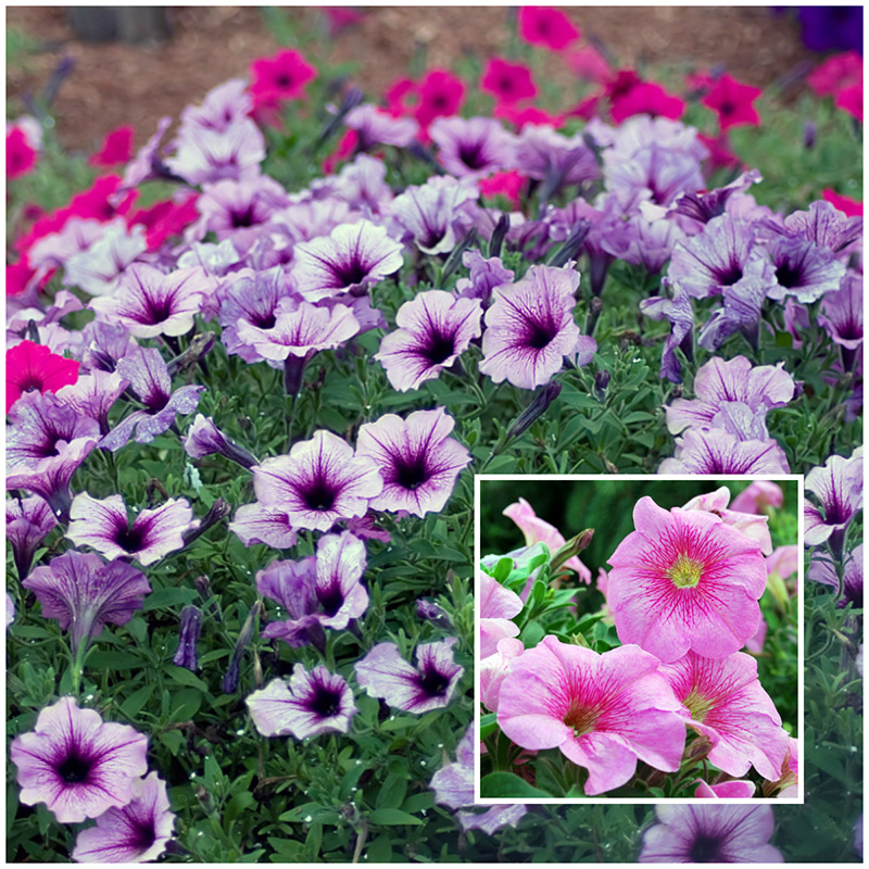 petunia