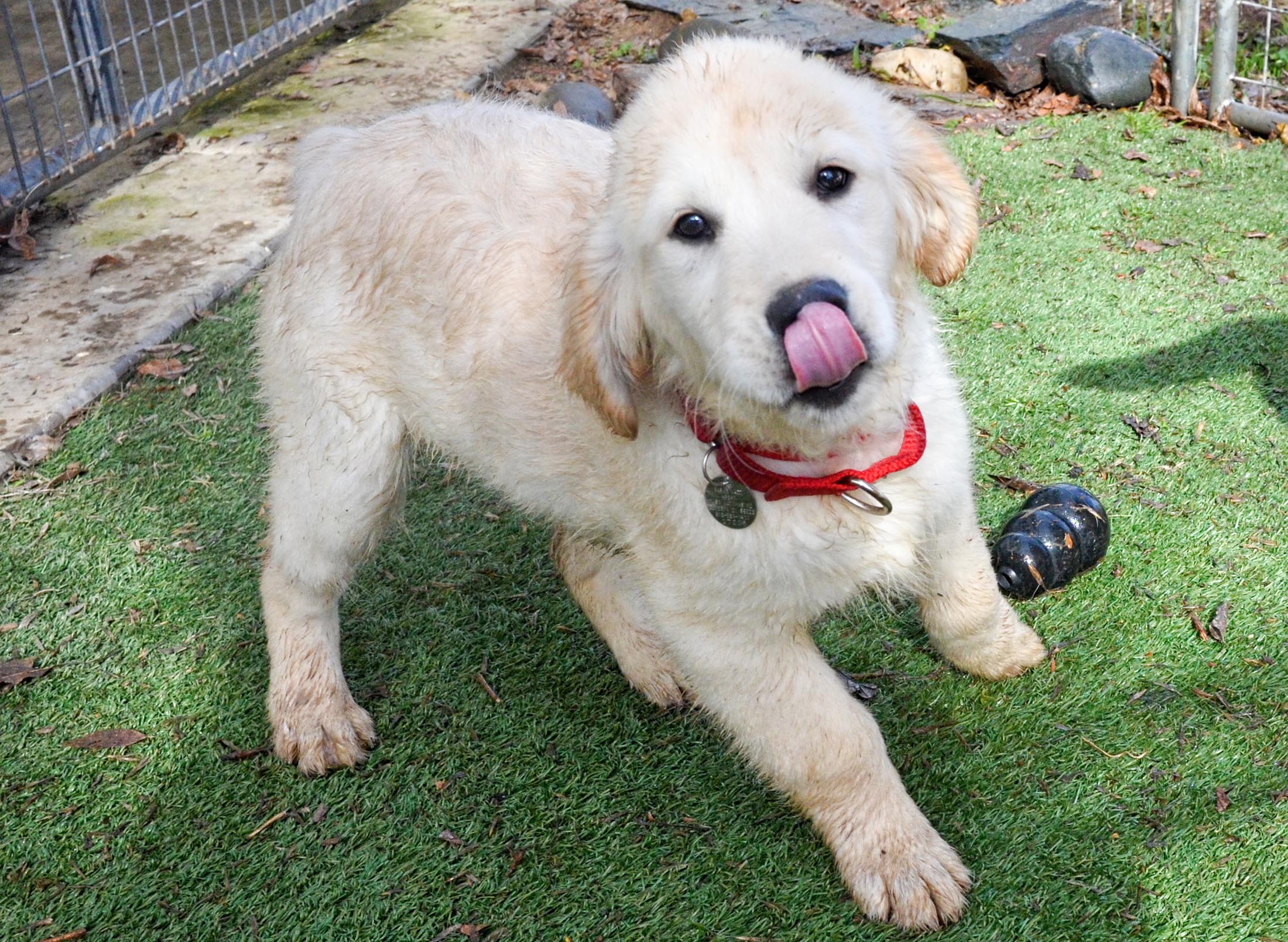 Labrador puppy playing the garden