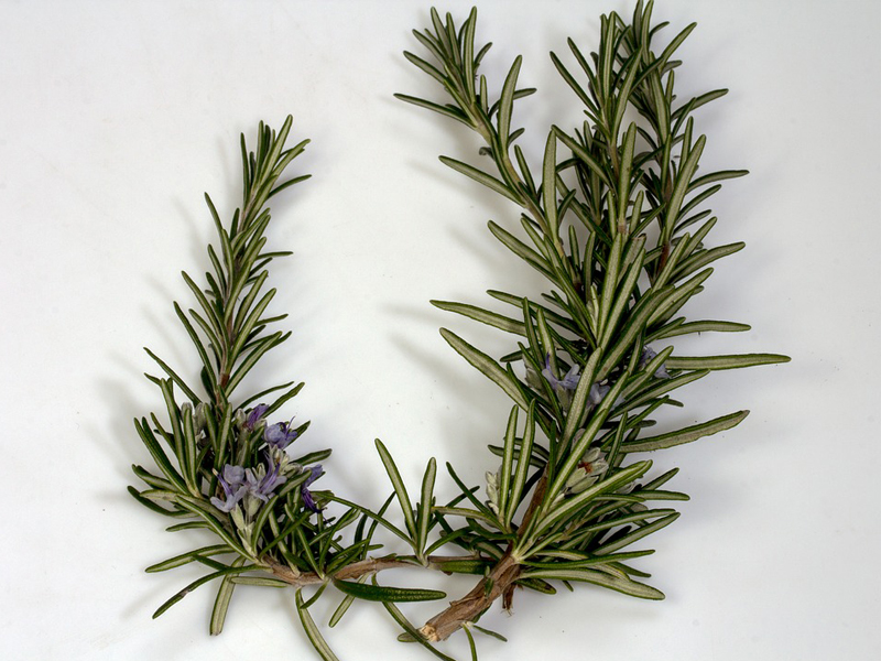 Rosemary