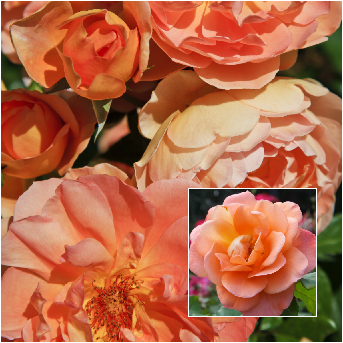 Rose