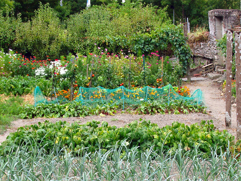 organic garden