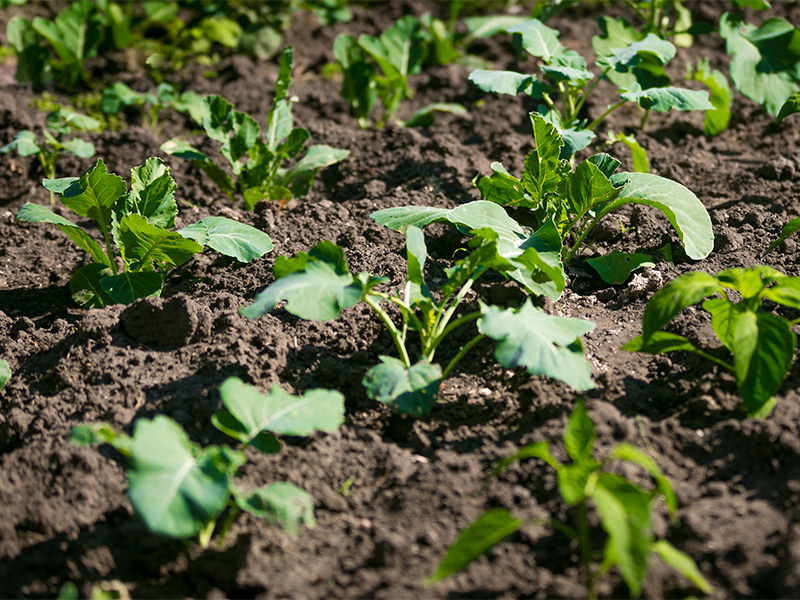 crop rotation