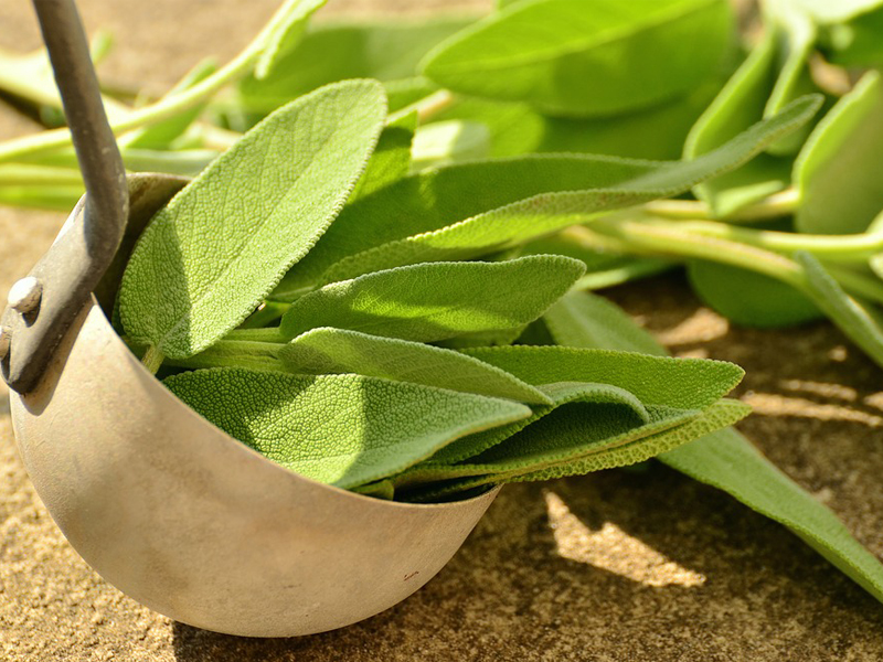Sage