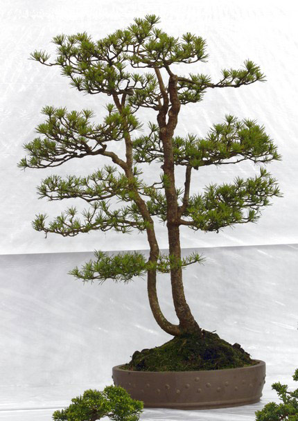   Scots Pine