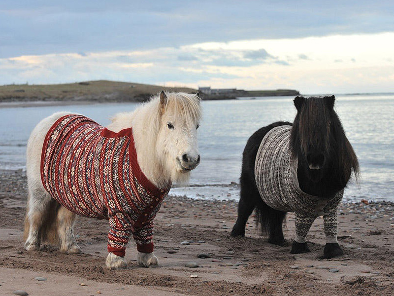 shetland ponies in jumpers