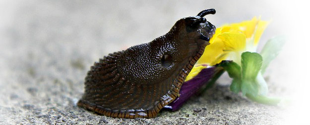 Slugs and snails in the garden