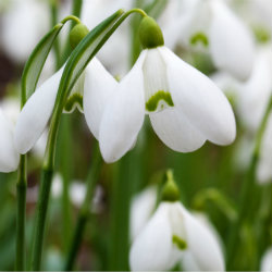 Photo of white flowers - snowdrops - Galanthus
