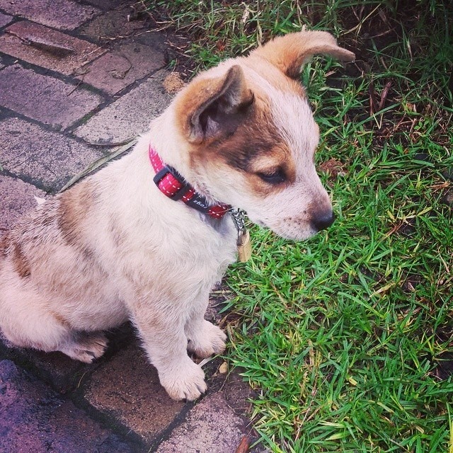 poppy the puppy