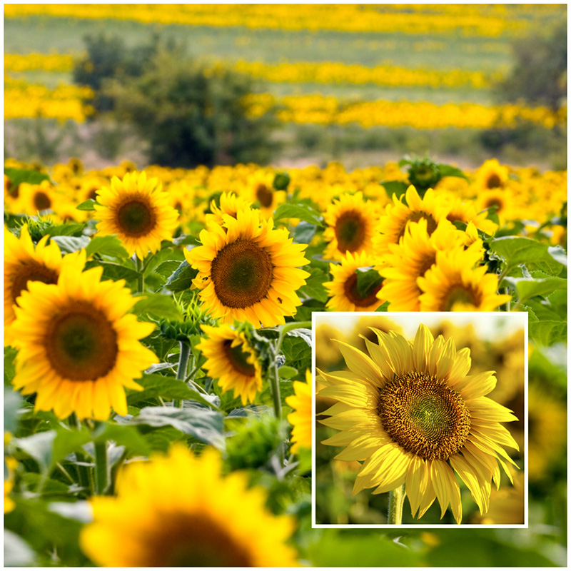 sunflowers