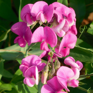 Pink Sweet Pea Flower