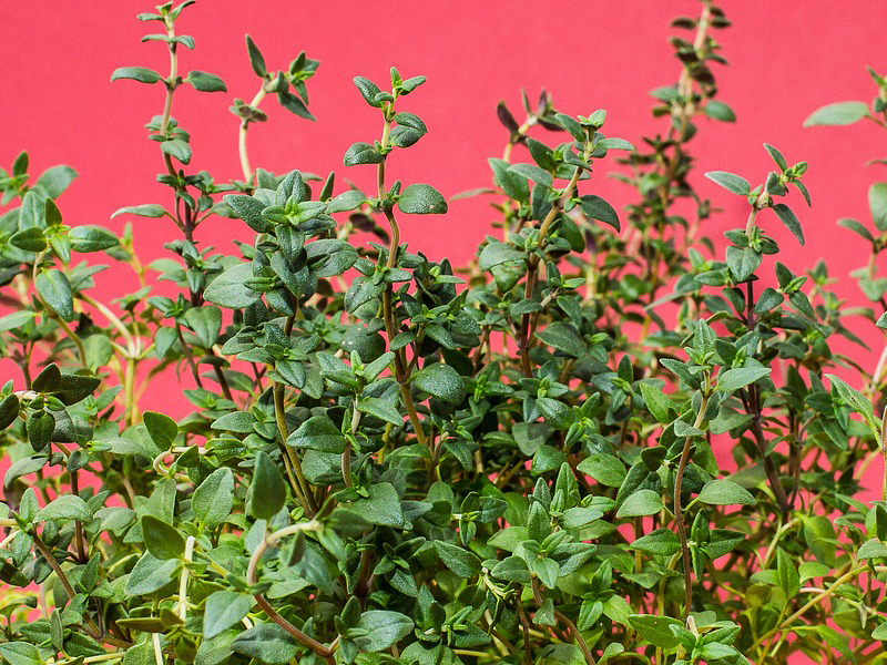 Thyme