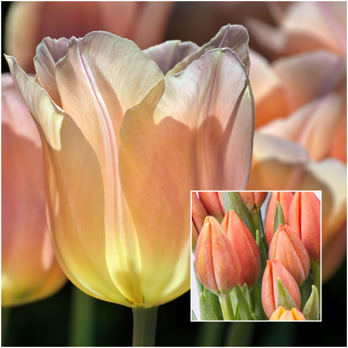 Tulip
