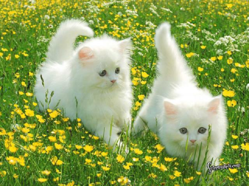 Kittens playing in the flower fields