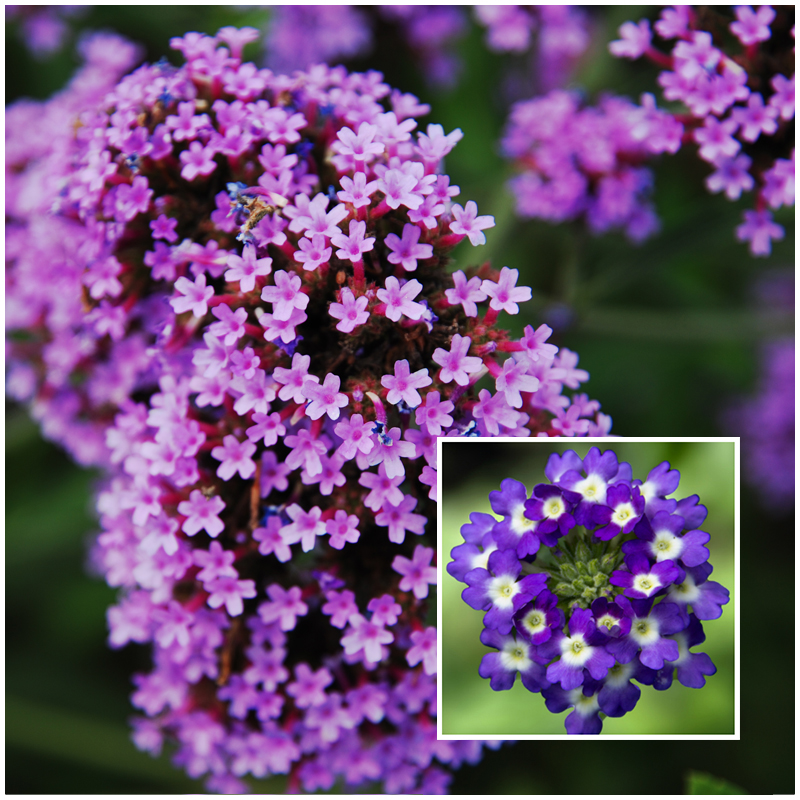 verbena