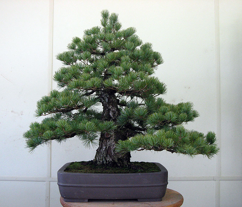 White Pine Bonsai Tree