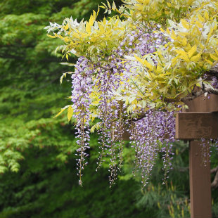Wisteria vine growing over a pergola