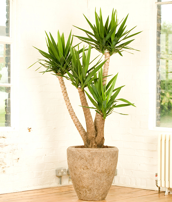 Yukka which can be grown in pots