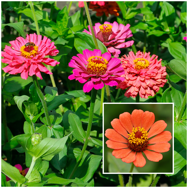 zinnia