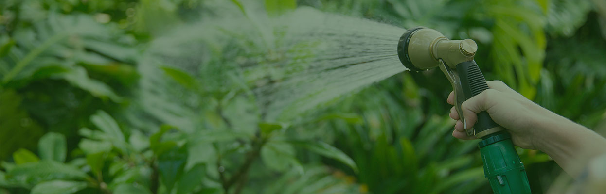 Hose Reel & Sprayer Watering Plants